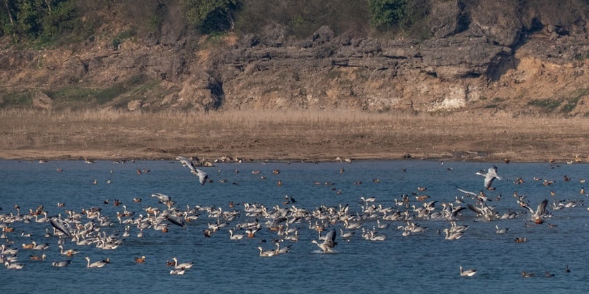 A bar-headed goose around the water exploring - Zoos in Himachal Pradesh.