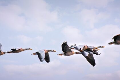 This attraction in the northeastern state is known to house various species of birds.