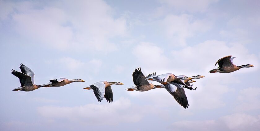 This attraction in the northeastern state is known to house various species of birds.