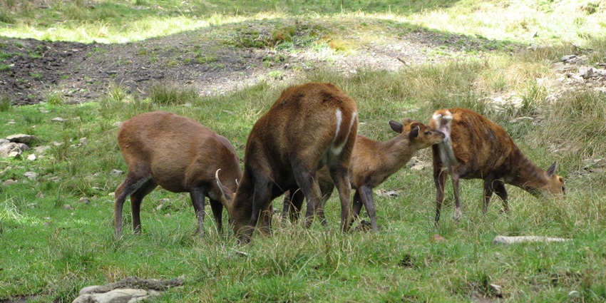 Beautiful image of the Barking deer in the Himalayan zoo, eating grass and playin