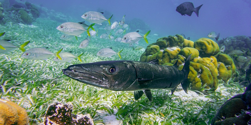 A view of Barracuda Reef, one of the picturesque spots to try scuba diving in Sri Lanka.