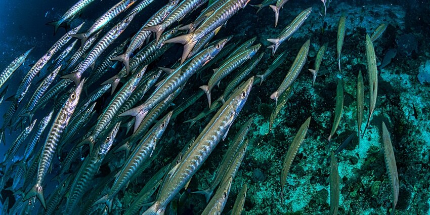 Group of barracudas swimming together, displaying their sleek bodies and sharp fins.