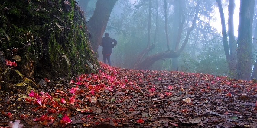 Misty view of the emerald paradise of this sanctuary, a perfect place for nature lovers