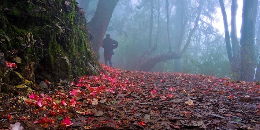 Barsey Rhododendron Sanctuary, known for magnificent rhododendron woods has rich flora and fauna.