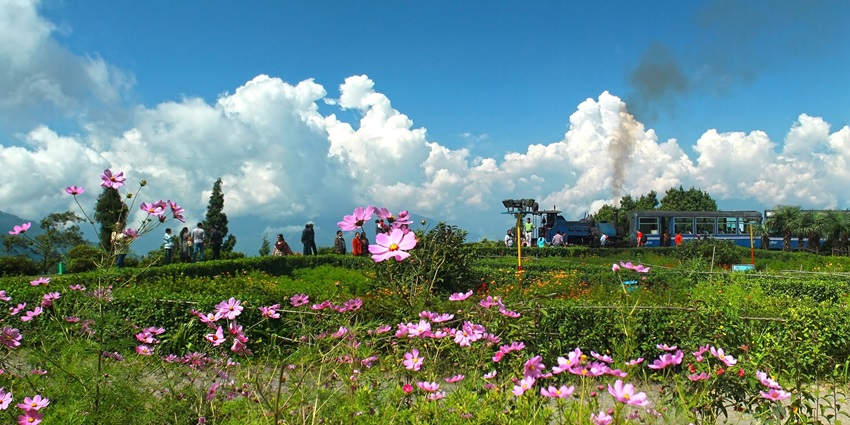 A picture of a scenic garden like area with flowers blooming all around under a clear blue sky