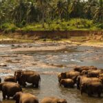 Elephants playfully bathing in a muddy waterhole at Udawalawe National Park, Sri Lanka.