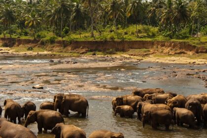 Elephants playfully bathing in a muddy waterhole at Udawalawe National Park, Sri Lanka.