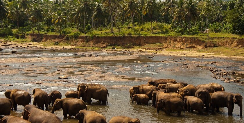 Elephants playfully bathing in a muddy waterhole at Udawalawe National Park, Sri Lanka.