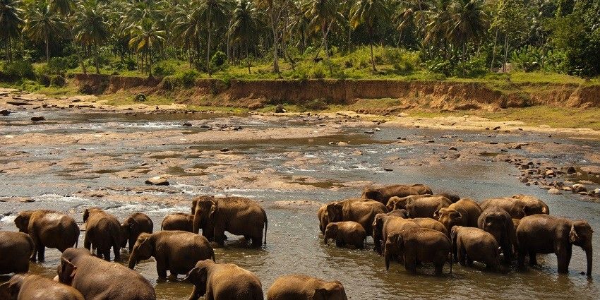 Elephants enjoying a bath in a river at Udawalawe National Park, foliage in the background.