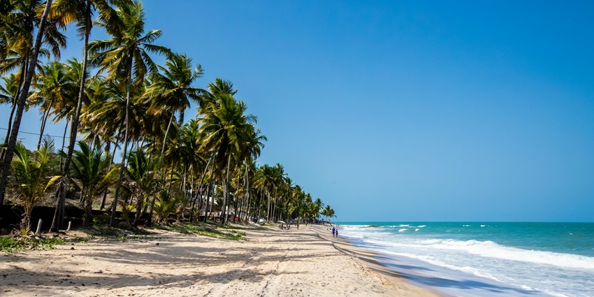 Image of tropical palm trees swaying gently near the beach shore with clear blue waters.