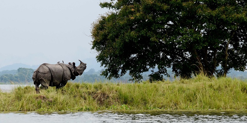 Picturesque view of one horned Rhino at Kaziranga NP - places to visit in Nagaon