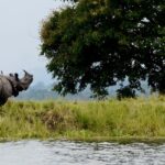 Kaziranga National Park promises a lifetime of unforgettable moments amidst wildlife.