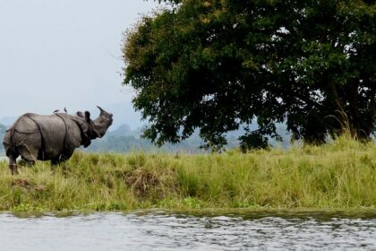 Kaziranga National Park promises a lifetime of unforgettable moments amidst wildlife.