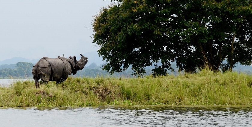 Kaziranga National Park promises a lifetime of unforgettable moments amidst wildlife.