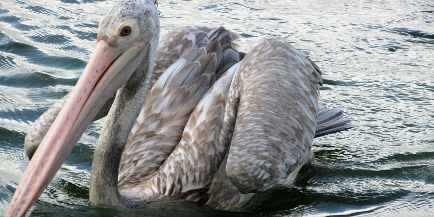 A view of a duck floating on the shimmering waters of Beira Lake near Gangaramaya Temple.
