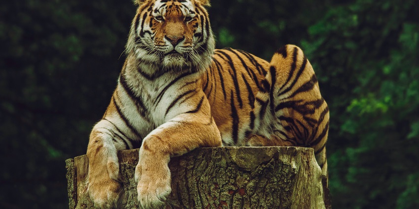 Bengal Safari Park is one of the best places to visit in Siliguri for all travellers.