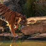 A snapshot of a majestic royal Bengal tiger roaming in Dibang Wildlife Sanctuary