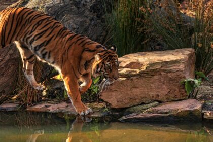 A snapshot of a majestic royal Bengal tiger roaming in Dibang Wildlife Sanctuary