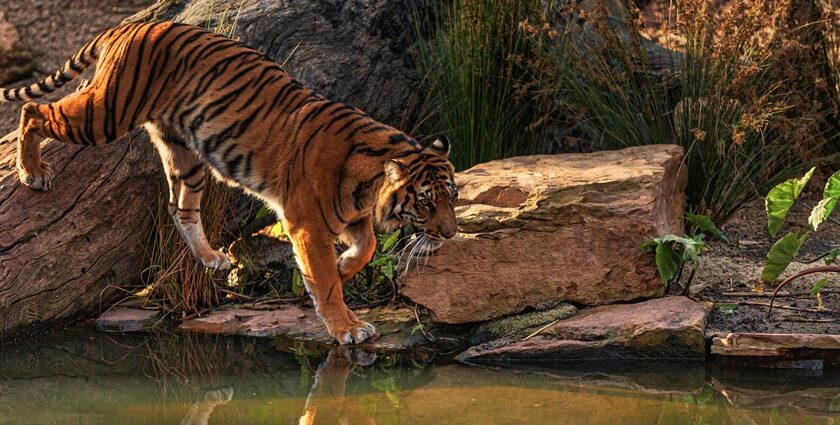 A snapshot of a majestic royal Bengal tiger roaming in Dibang Wildlife Sanctuary