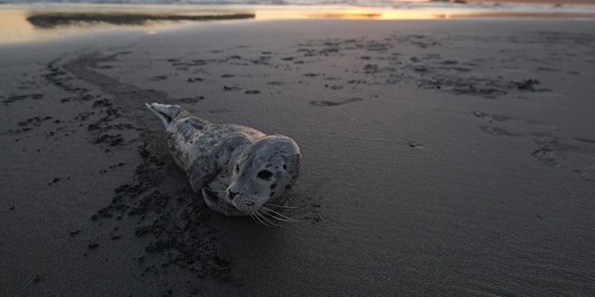 Seal resting on a serene beach at sunset, capturing a tranquil moment by the ocean.