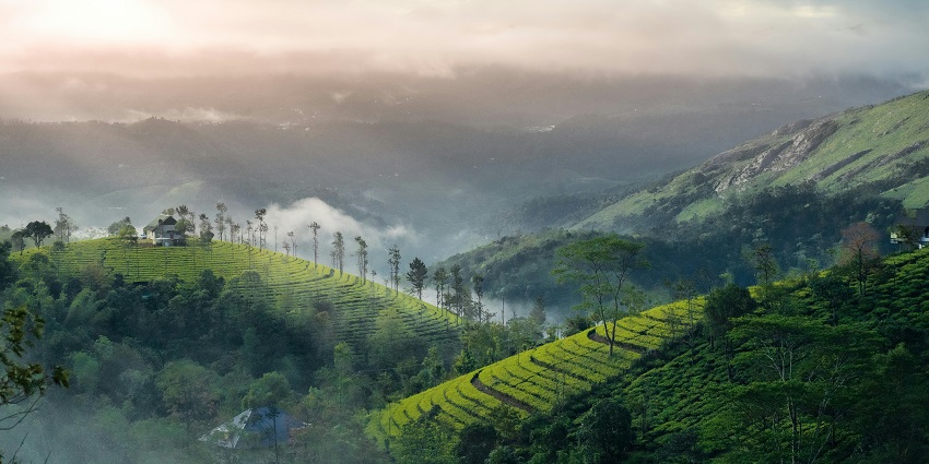 The view of a foggy sunrise over a green and tranquil mountain in Kerala, India.