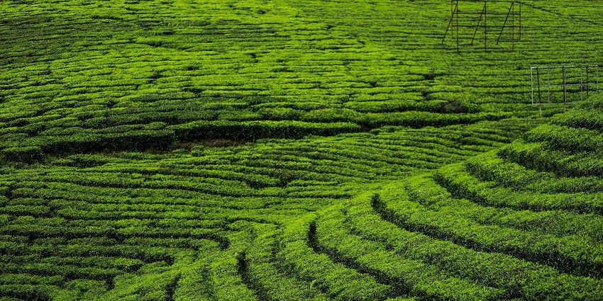 The best time to visit Kerala is from October to March when the weather is soothing.