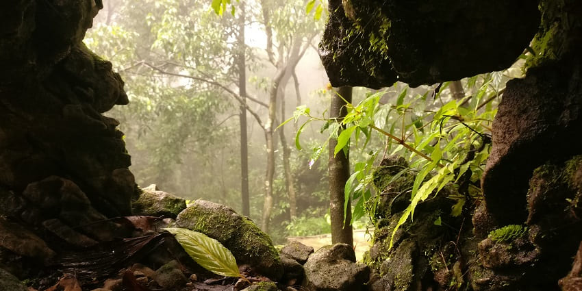 A picture of a cave near the Siju Caves in Meghalaya taken from inside showing trees and greenery on the outside