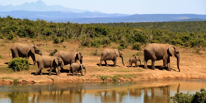 Image of the national park, which is a haven for nature enthusiasts and wildlife lovers.