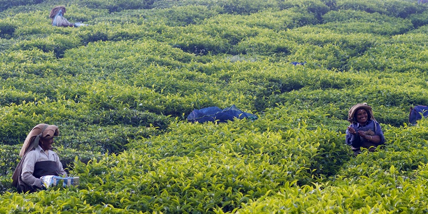 The best time to visit Assam is from October to March when the weather is pleasant.