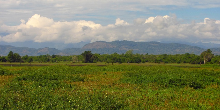 Explore the variety of wildlife at the famous Wasgamuwa National Park Sri Lanka.