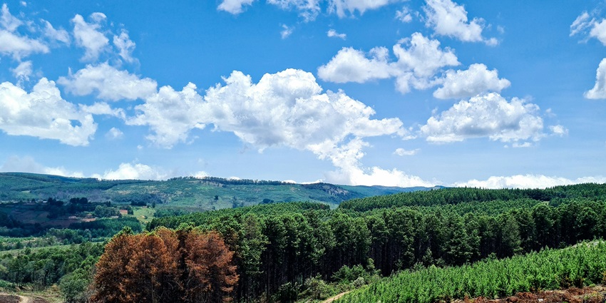 Enjoy nature at its best on your visit to Tawi Wildlife Sanctuary, Mizoram, India.
