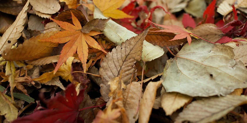 A view of different coloured dried leaves on the ground representing a type of weather.