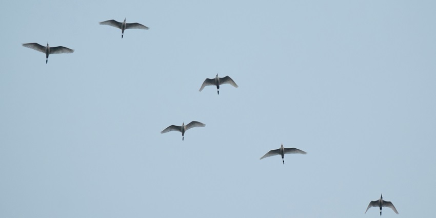 A mesmerising view of a flock of birds flying in a clear blue sky during the daytime.
