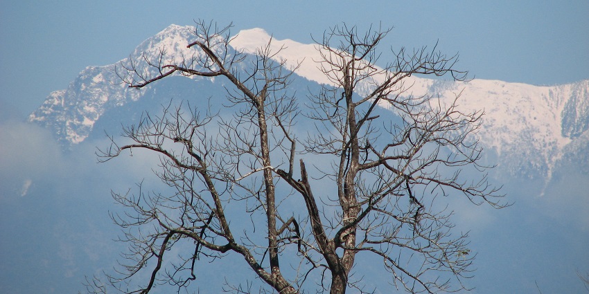 A breathtaking view of tree with snow-covered mountains in the background during the day.