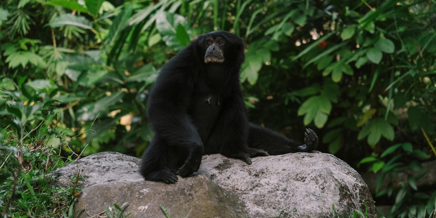 Bherjan Borajan Padumoni Wildlife Sanctuary is a paradise for nature enthusiasts.