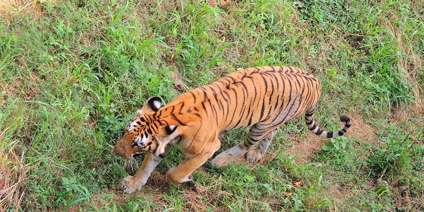 Grab a chance to explore the Big Cat Enclosure section inside the Vizag Zoo, A.P.