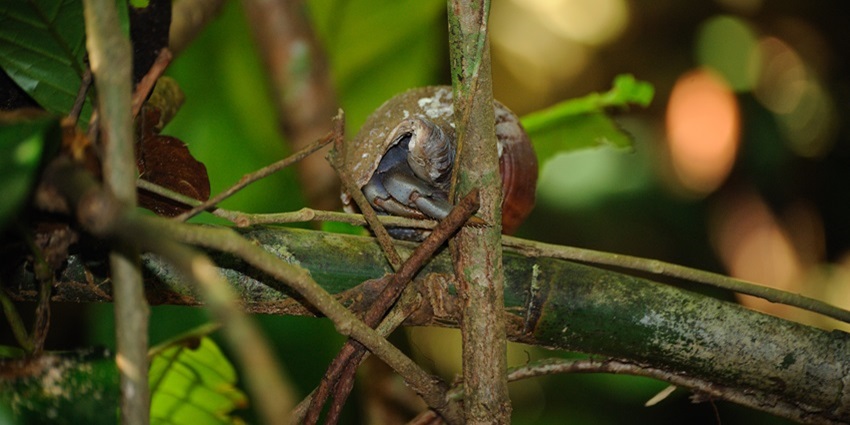 A picture featuring the Hermit crab, a part of the park’s rich biodiversity and ecosystem.