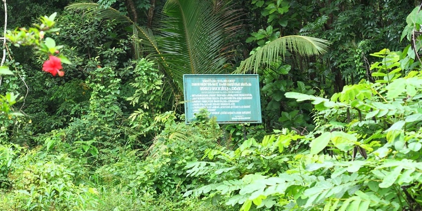 Beautiful snapshot from the Biodiversity park situated at the border of Delhi and Gurugram