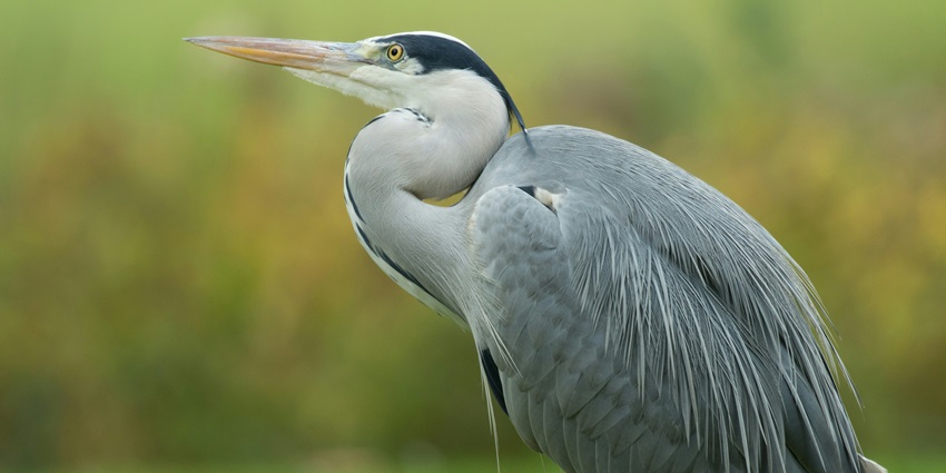 Witnessing biodiversity is one of the best things to do in Ras Al Khor Wildlife Sanctuary.