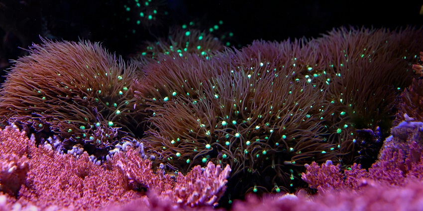 Watching bioluminescent planktons is one of the best things to do on Maafushi Island.