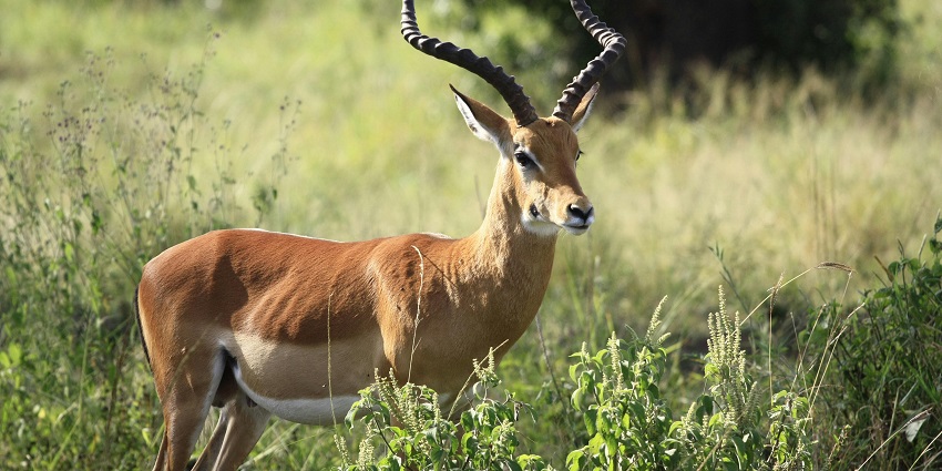 The Biosphere Reserve is a must-visit for all nature lovers on a tour to Gulmarg.