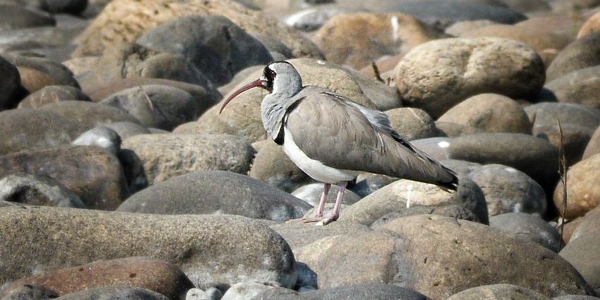 Ibisbill bird at Jiabhoroli River in Nameri National Park, standing on a rocky riverbank.