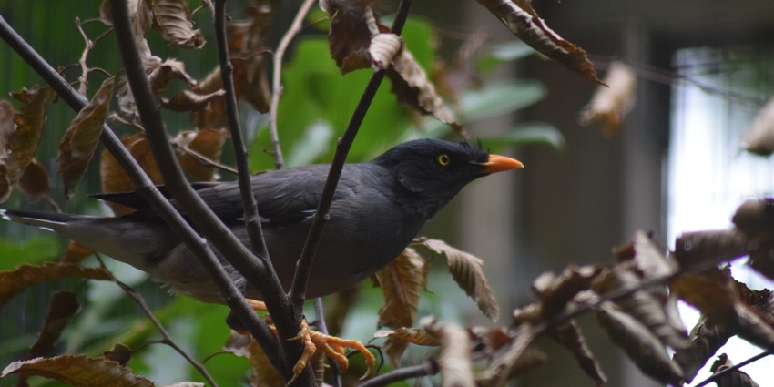 Image of a bird sitting on a branch somewhere in Wildlife–Laokhowa Wildlife Sanctuary