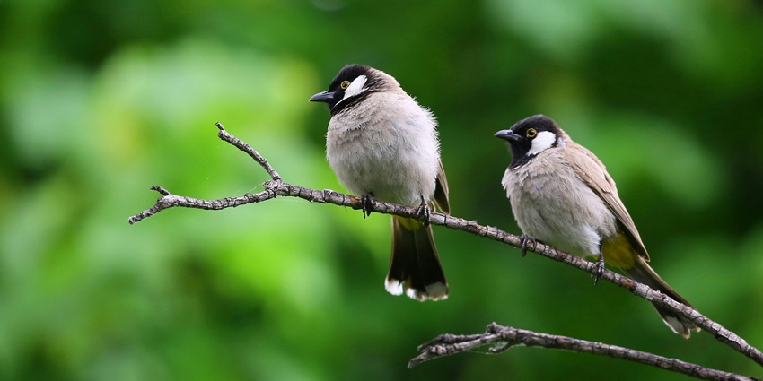 A pair of striking white and black birds sitting on a tree branch, blending beautifully.