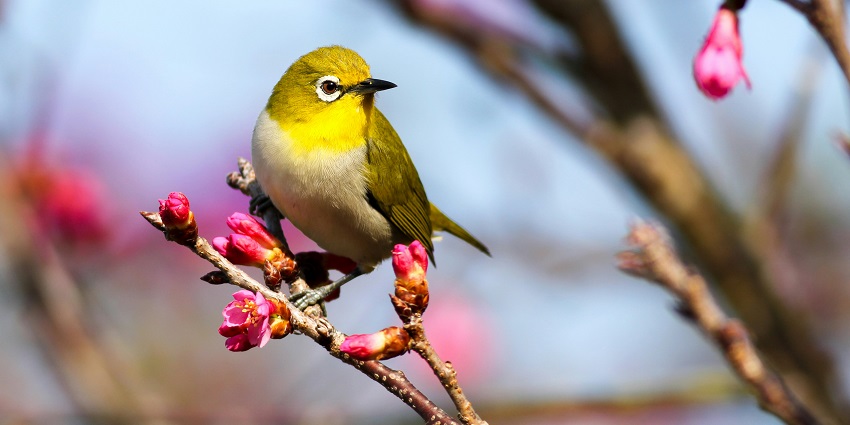 A close up view of a yellow bird on a Sakura tree that can be easily found in this region.