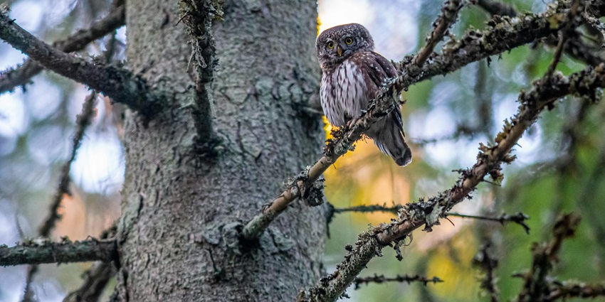 A mesmerising view of a brown owl perched on a branch of a tree during the daytime.