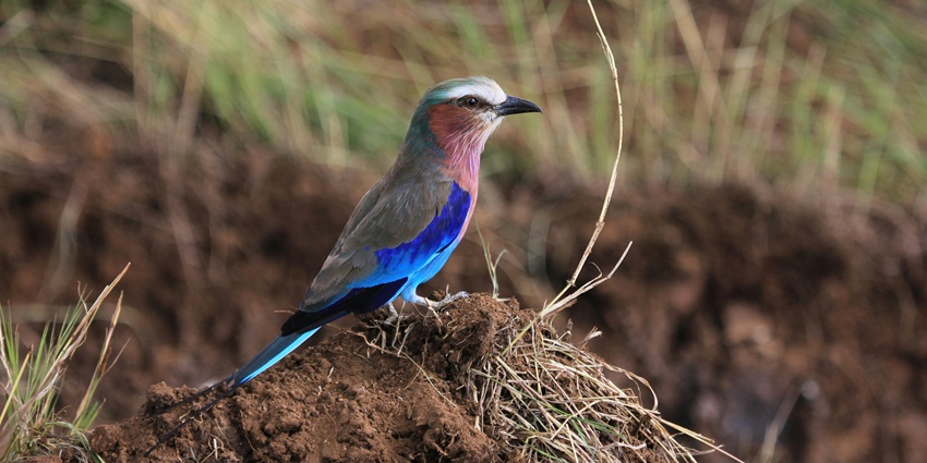 Take a scenic pictures of rare wildlife birds and migratory birds in their natural Habitat