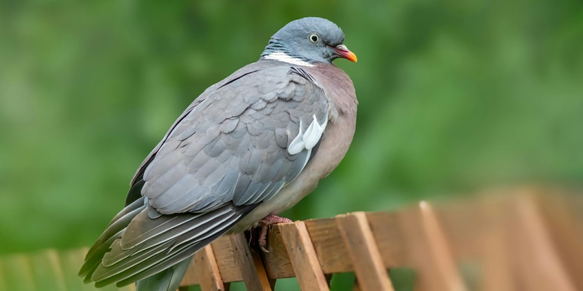 Maenam Wildlife Sanctuary houses various kinds of birds , rendering a tranquil view to all the tourists.