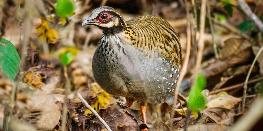 Birds in the Nameri National Park render picturesque views to entertain the tourists