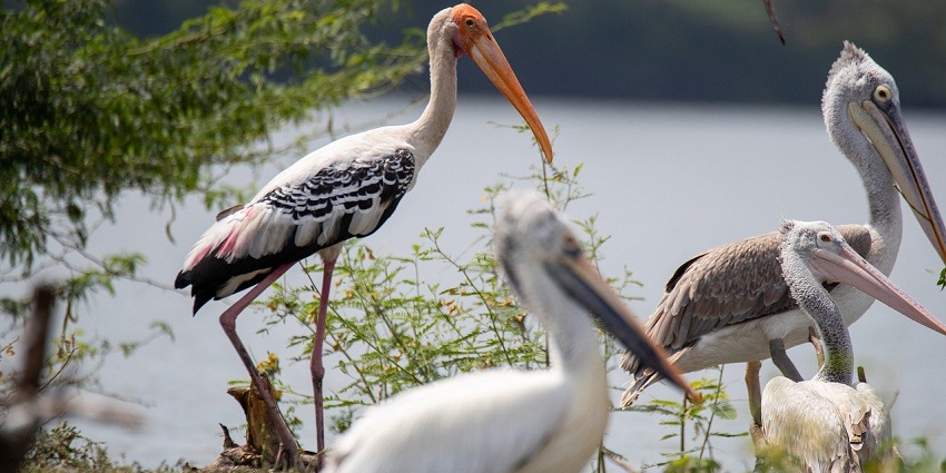 Painted stork standing in shallow water with vibrant plumage and a calm environment.